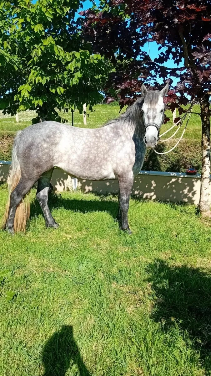 Connemara Pony - Image 4