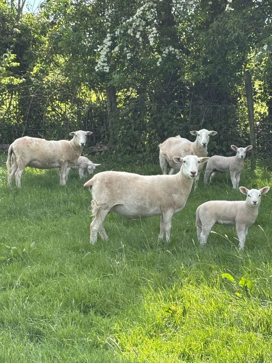 Easycare Pbnr Ewes with beltex lambs - Image 1