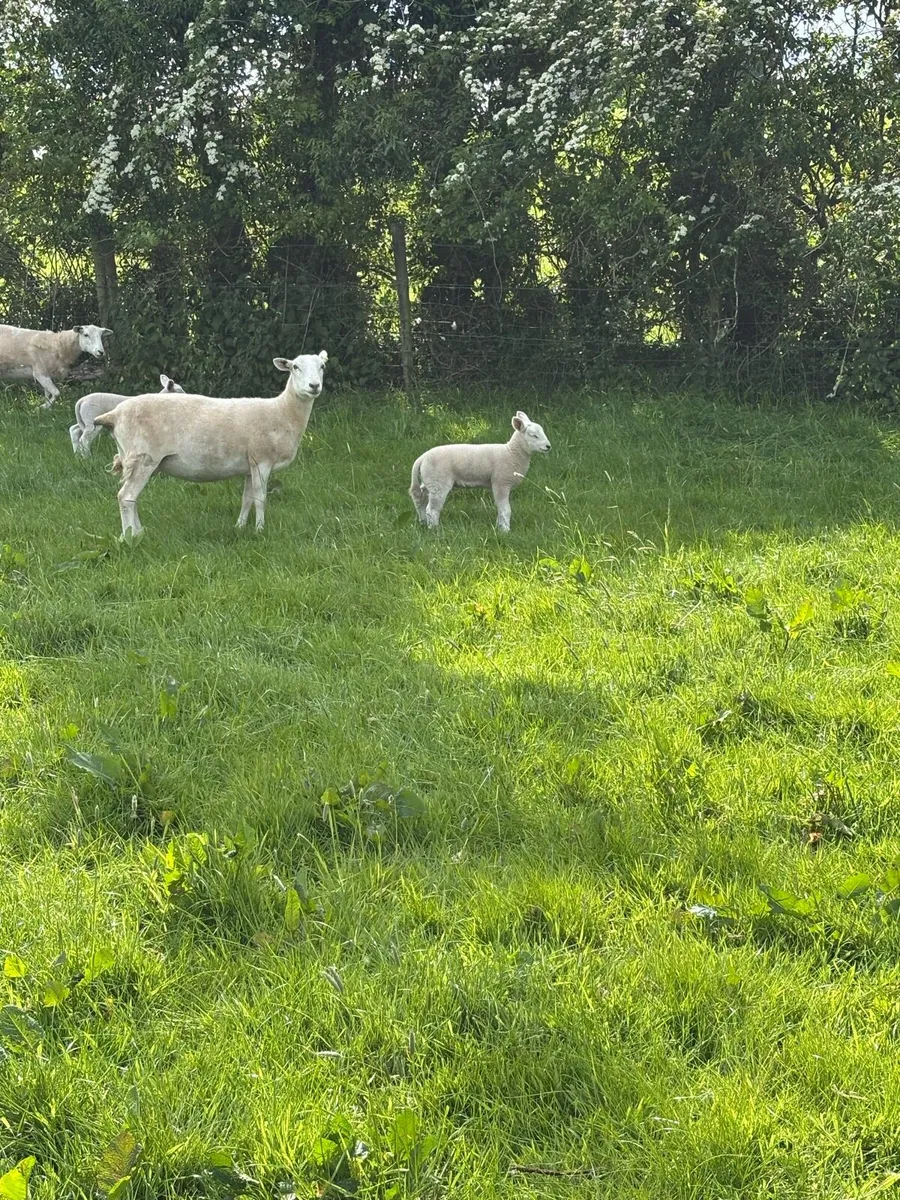 Easycare Pbnr Ewes with beltex lambs - Image 3