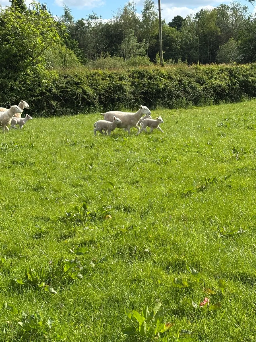 Easycare Pbnr Ewes with beltex lambs - Image 2