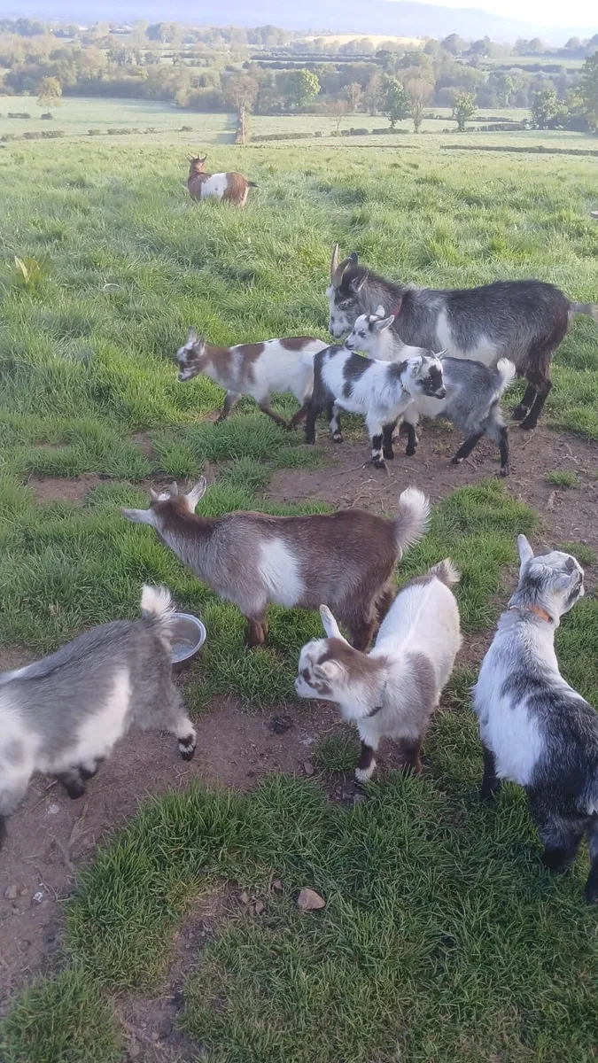Pygmy goat kids - Image 1