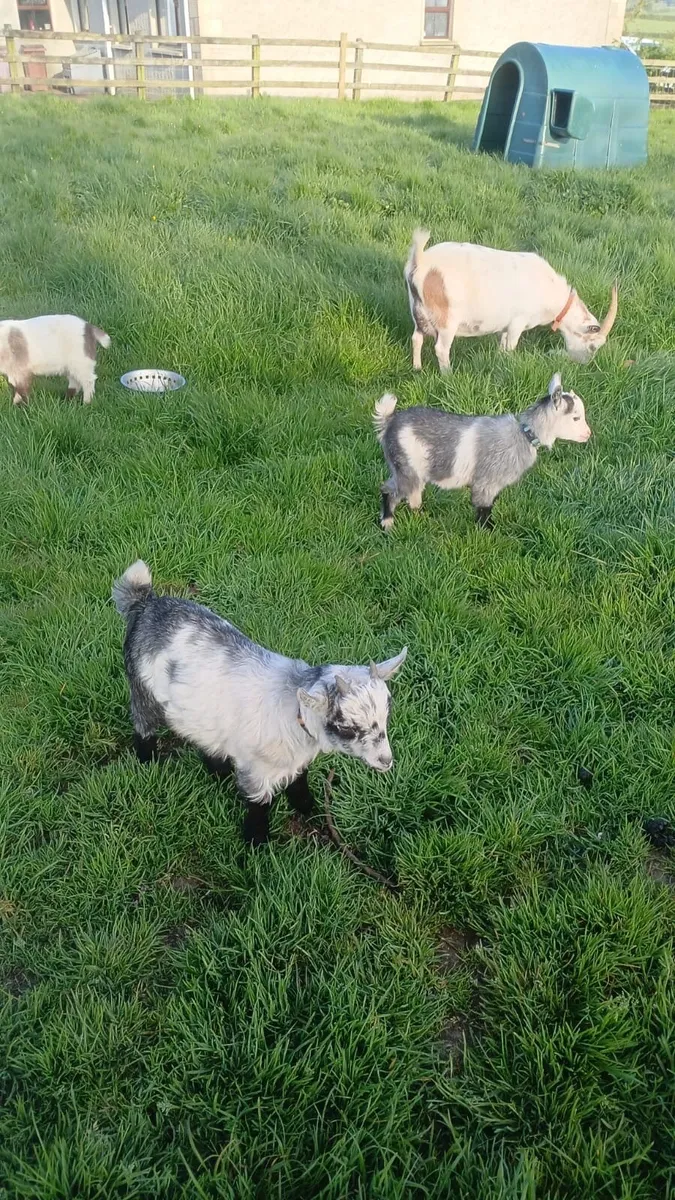 Pygmy goat kids - Image 2