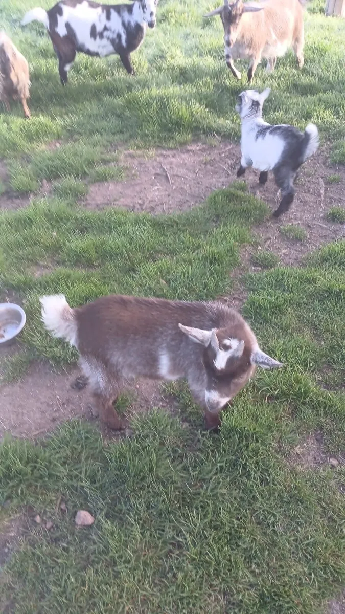 Pygmy goat kids - Image 3