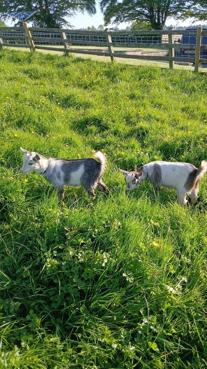 Pygmy goat kids - Image 4