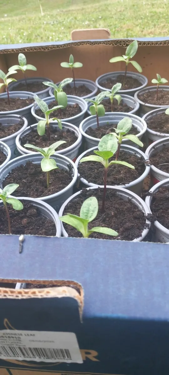 Giant Russian Sunflowers - Image 1
