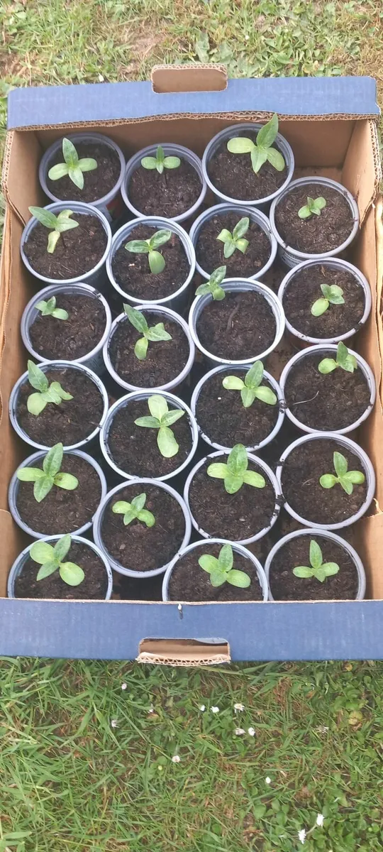 Giant Russian Sunflowers - Image 2