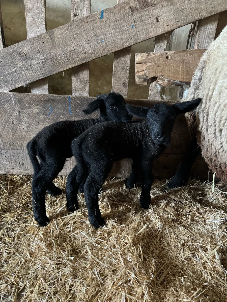Pet/Foster lambs