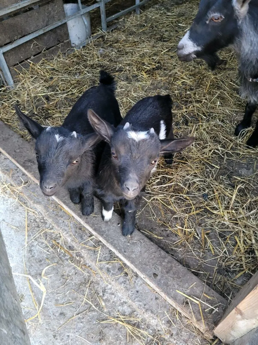 Pygmy kids - Image 1