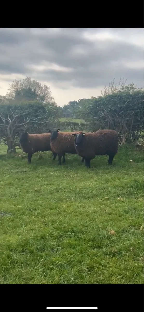 10 super black Texel dry Hoggets - Image 1