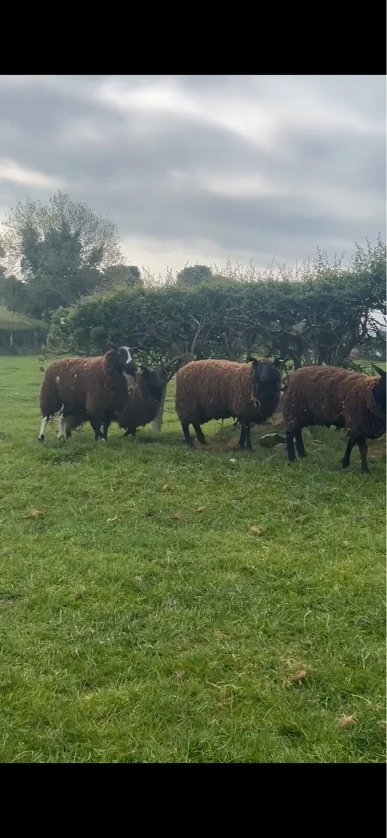 10 super black Texel dry Hoggets - Image 2