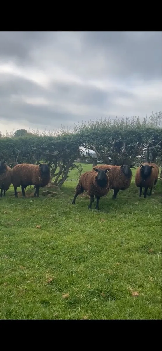 10 super black Texel dry Hoggets - Image 3