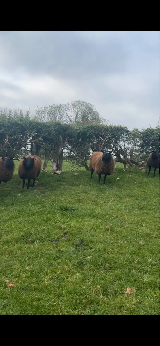 10 super black Texel dry Hoggets - Image 4