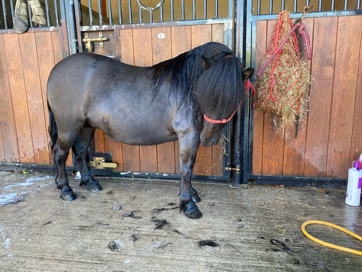 Black registered standard Shetland mare - Image 1