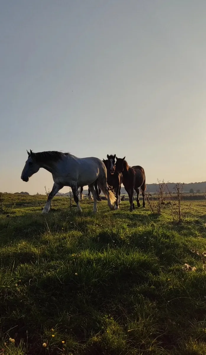 Horse Retirement Livery - Image 1
