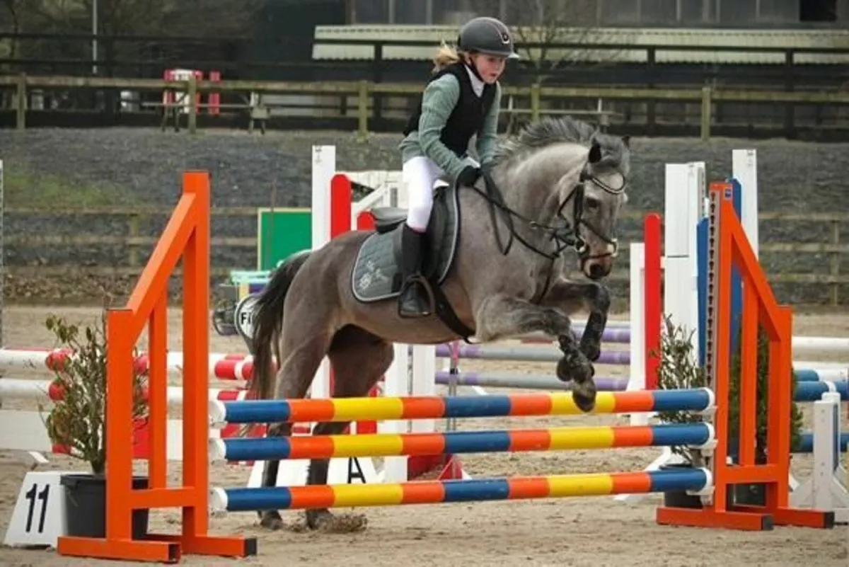 Pony - Image 4