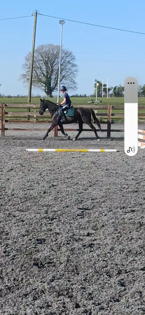 Horse - Image 2