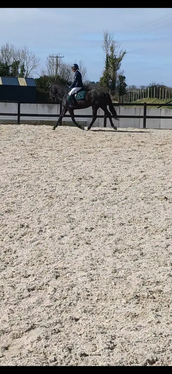 Horse - Image 3