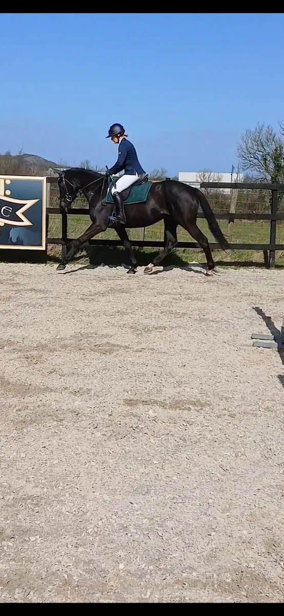 Horse - Image 4
