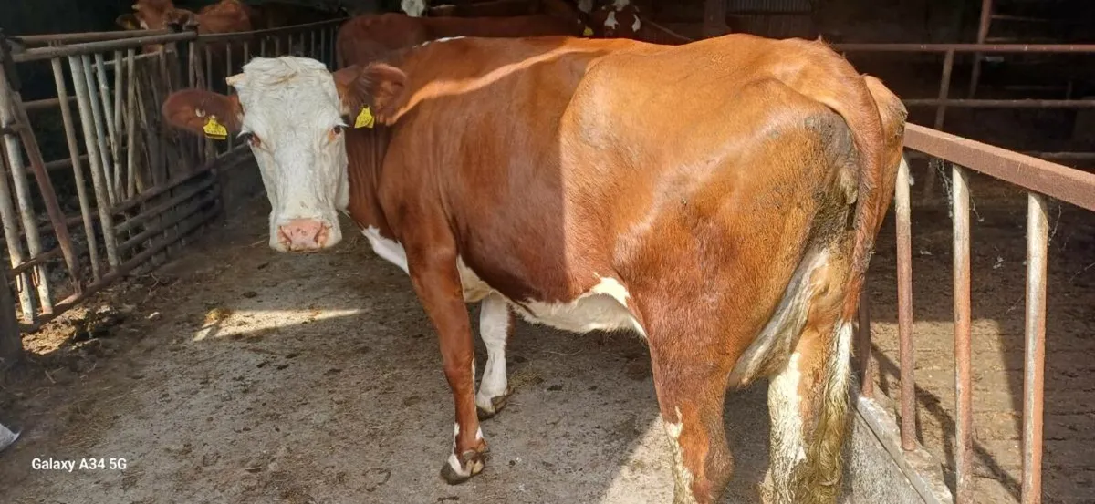 Foster Cow - Image 2