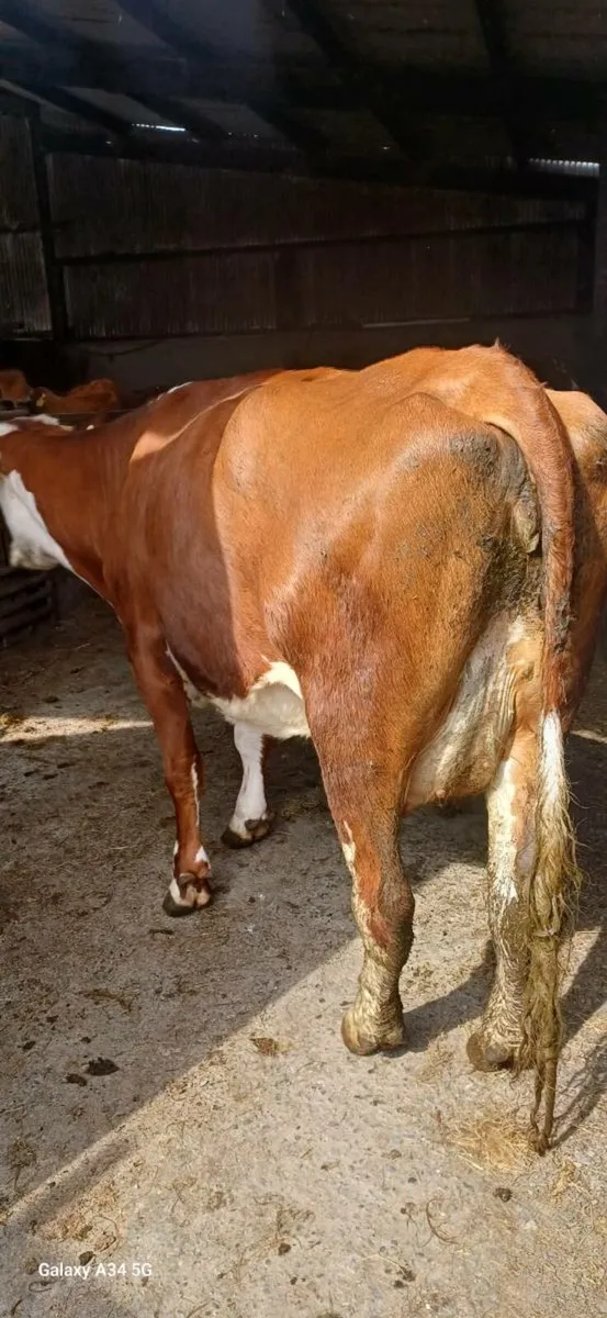 Foster Cow - Image 3