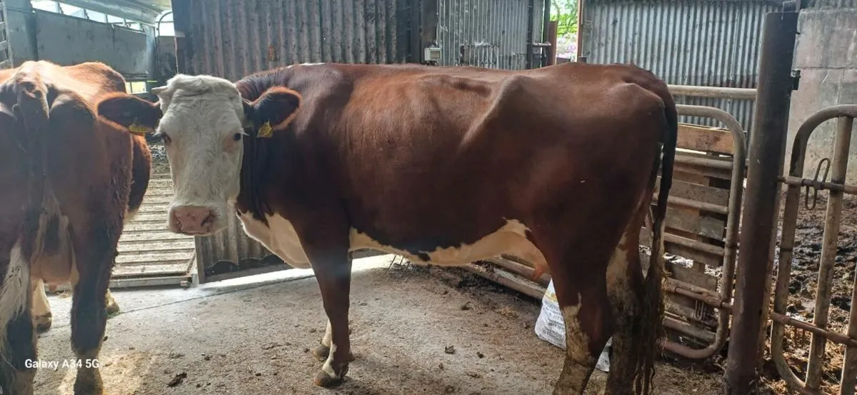Foster Cow - Image 4
