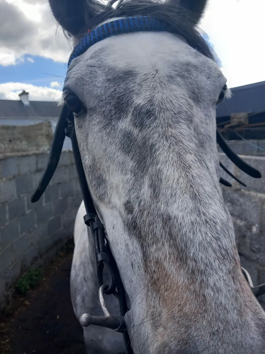 Flat horse