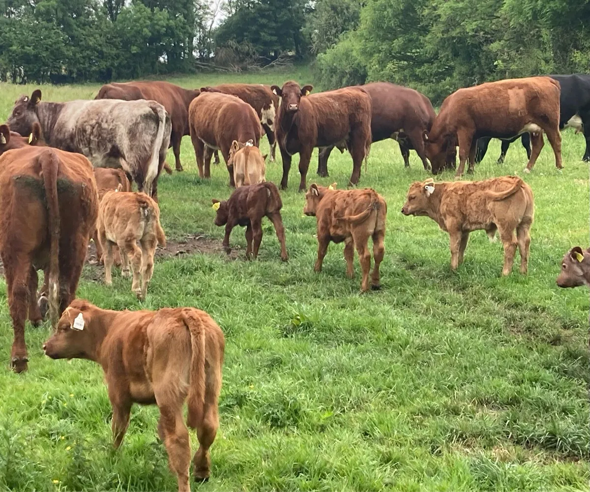 Gort Mart: Thurs 22nd May: Cows & Calves - Image 1