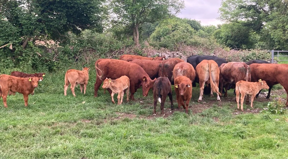 Gort Mart: Thurs 22nd May: Cows & Calves - Image 2