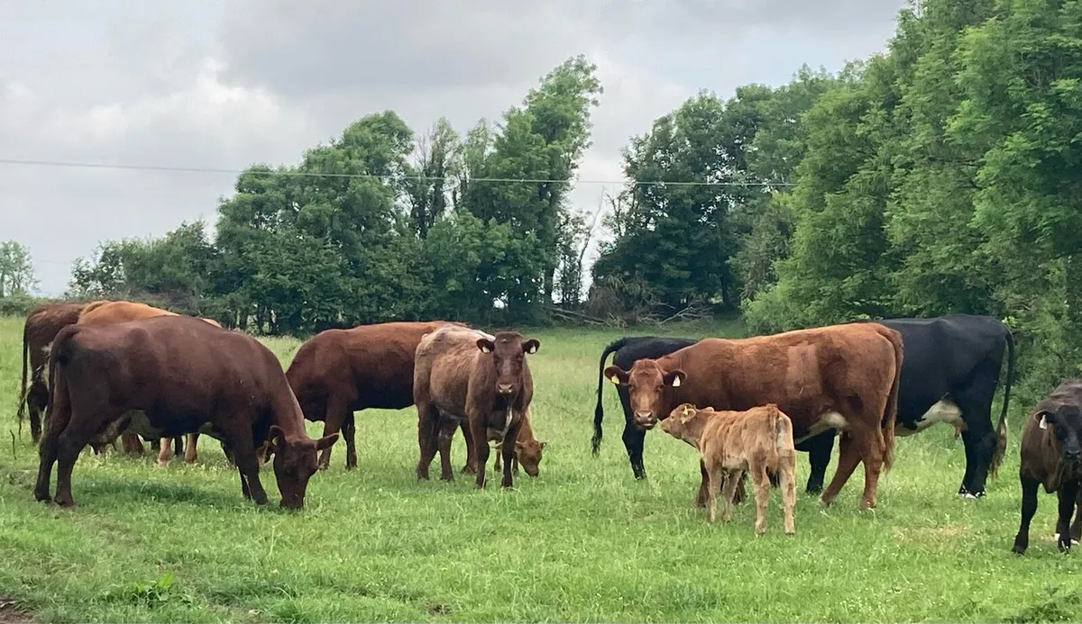 Gort Mart: Thurs 22nd May: Cows & Calves - Image 4