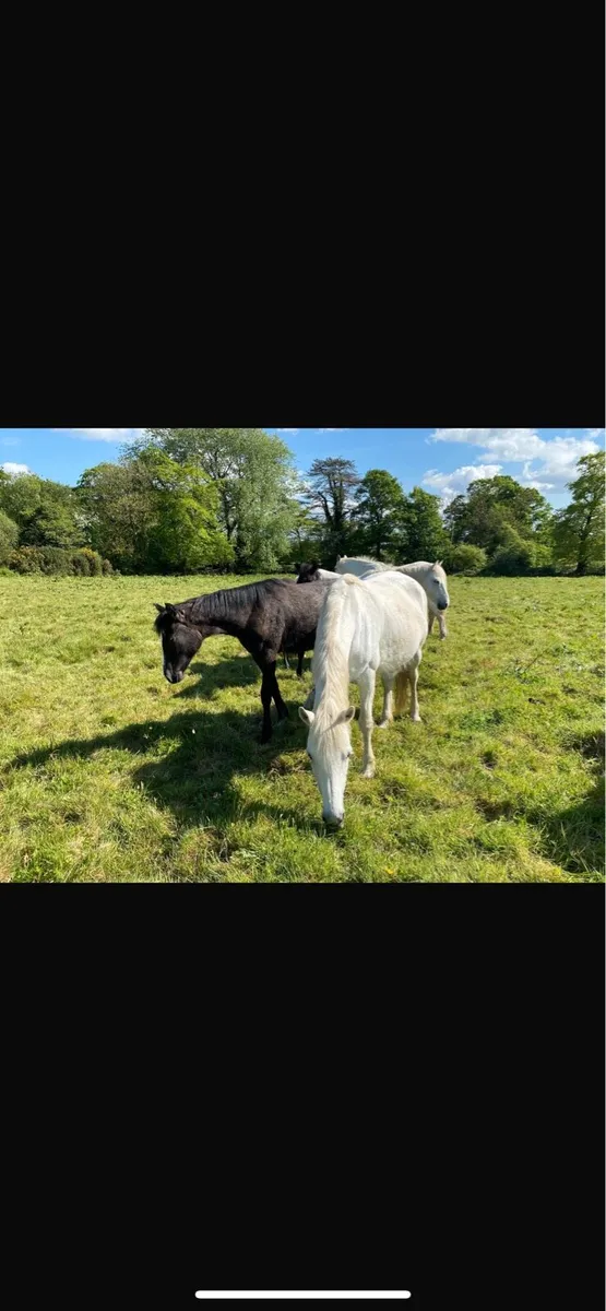 Mares - Image 1