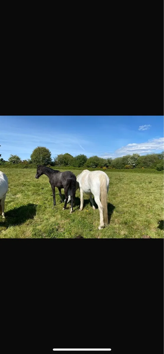 Mares - Image 2