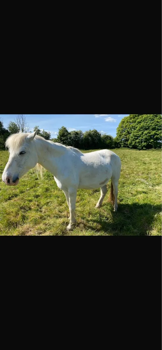 Mares - Image 3