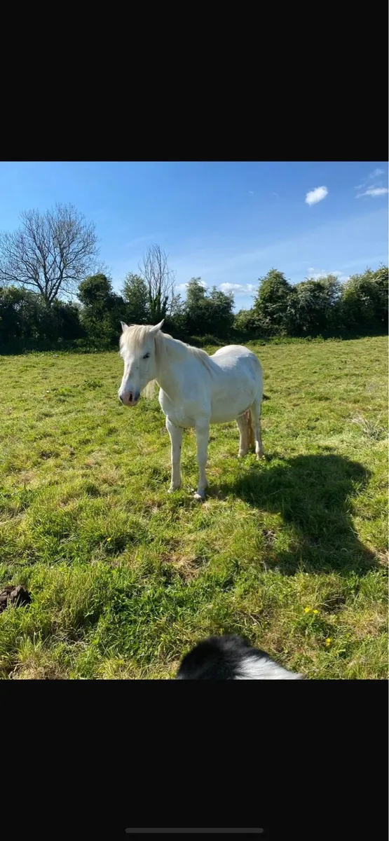Mares - Image 4