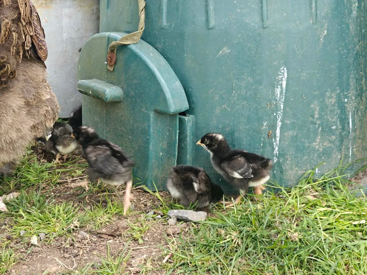 Full Bred Chicks, Hen &  Rooster For Sale - Image 3