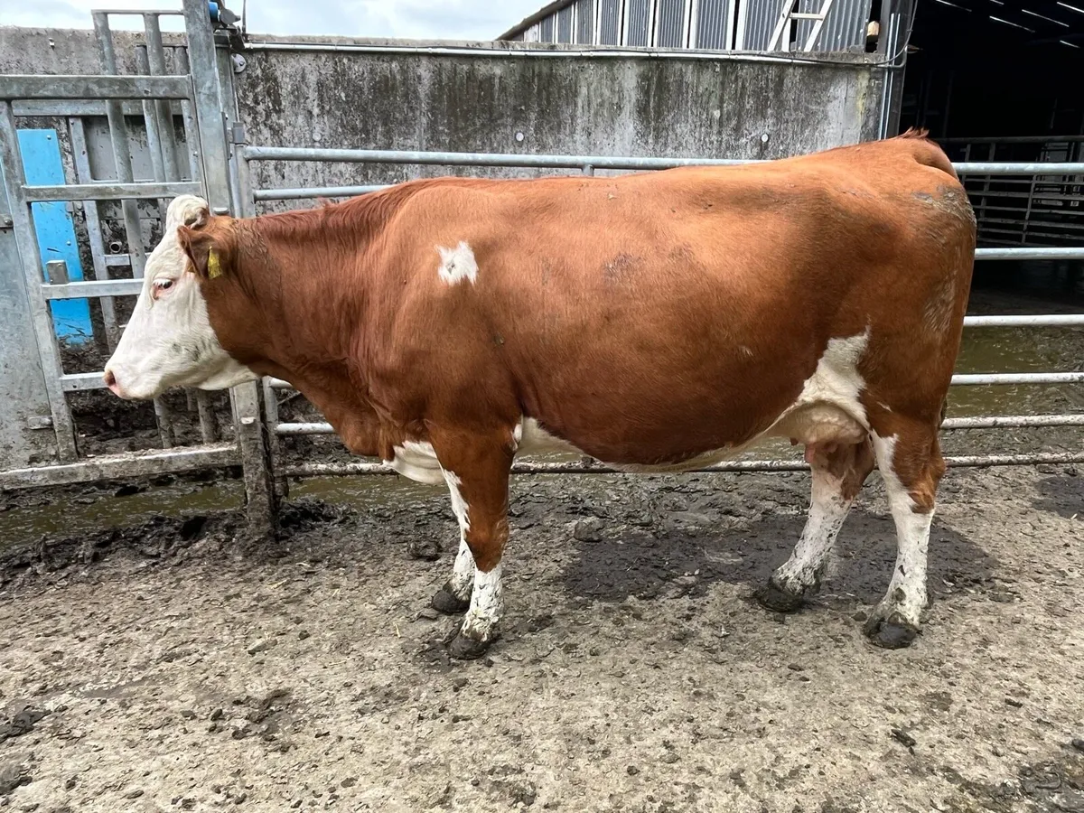 Ten Autumn calving Fleckvieh 2nd calvers - Image 1