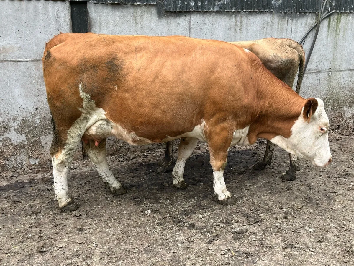 Ten Autumn calving Fleckvieh 2nd calvers - Image 3