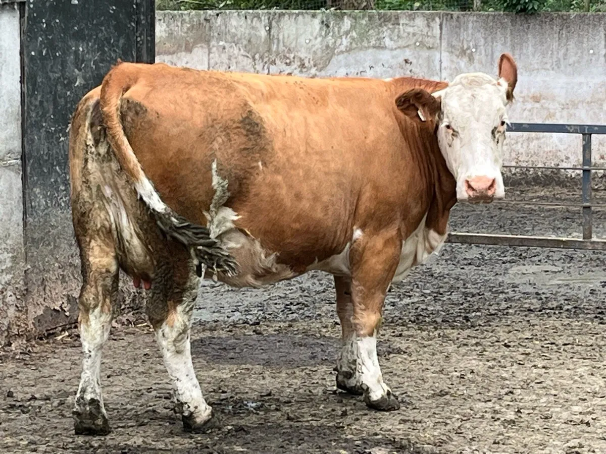 Ten Autumn calving Fleckvieh 2nd calvers - Image 4