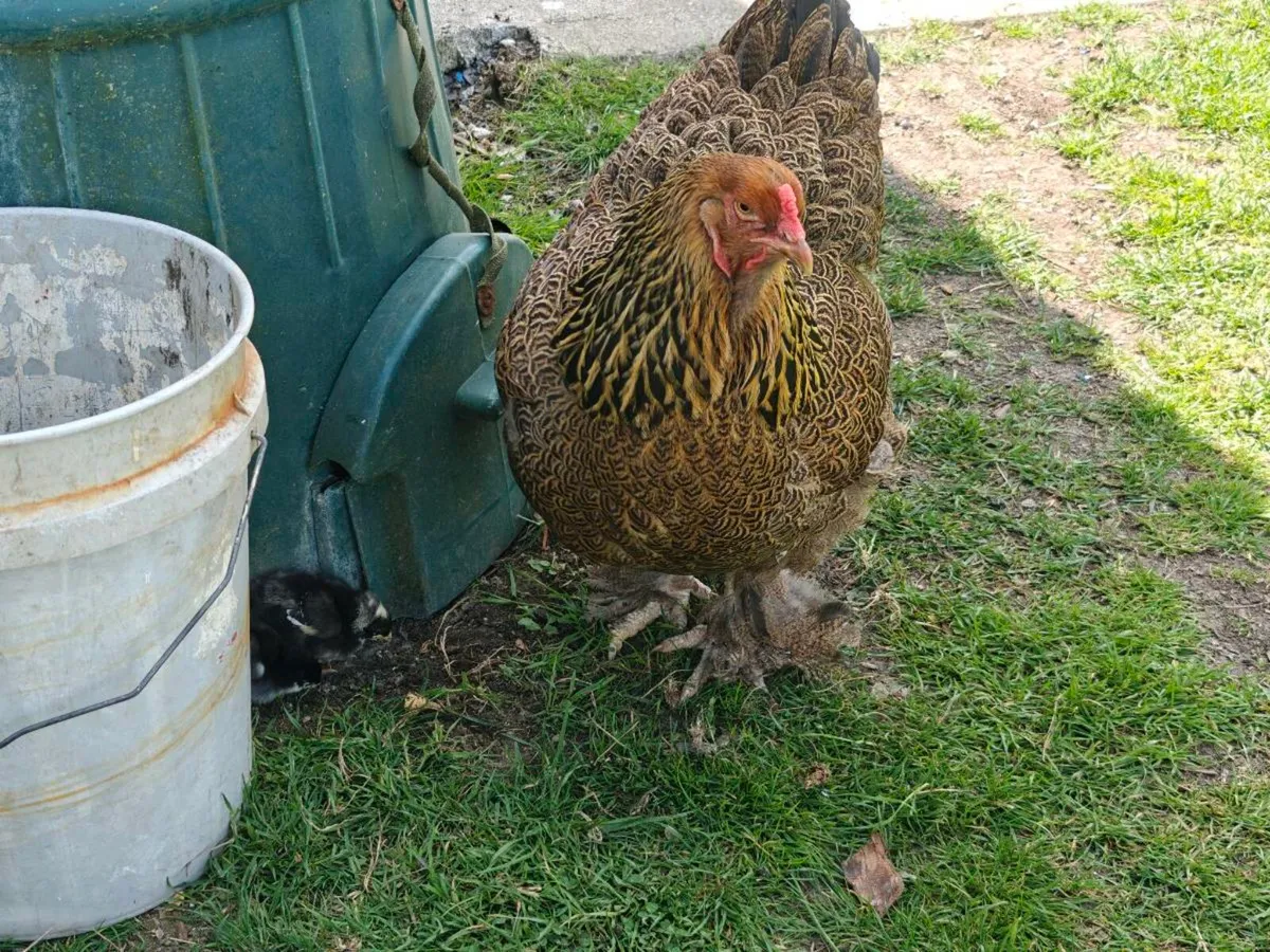 Full Bred Chicks, Hen &  Rooster For Sale - Image 4