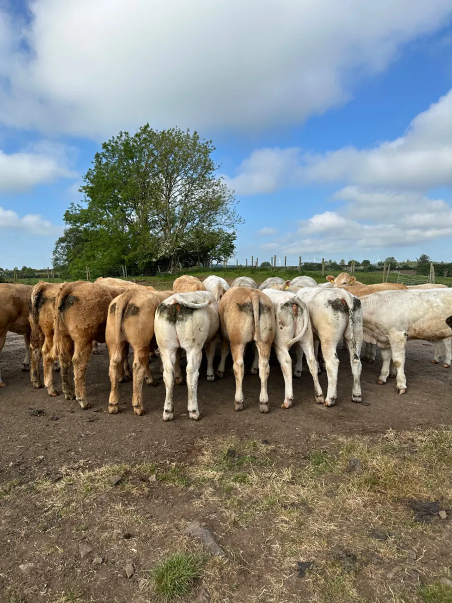 Charolais heifers - Image 1