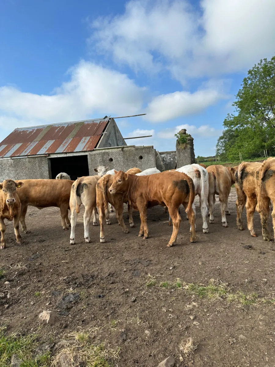 Charolais heifers - Image 3