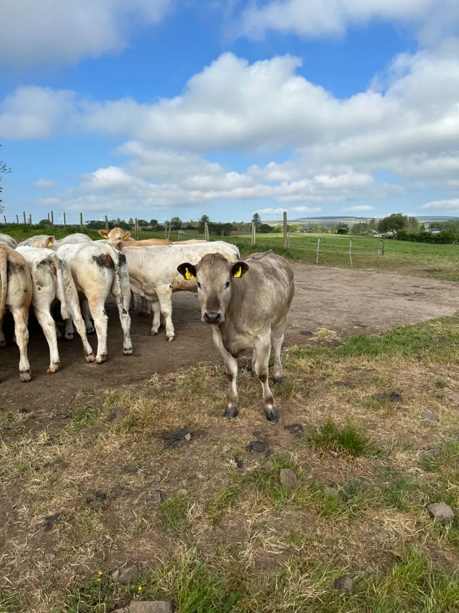 Charolais heifers - Image 2