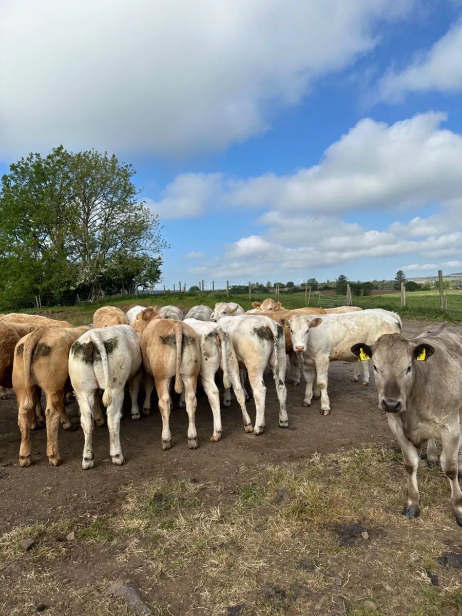 Charolais heifers - Image 4