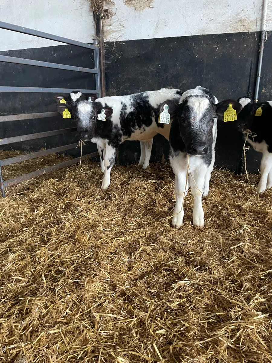 Belgium blue and charlois calves - Image 1