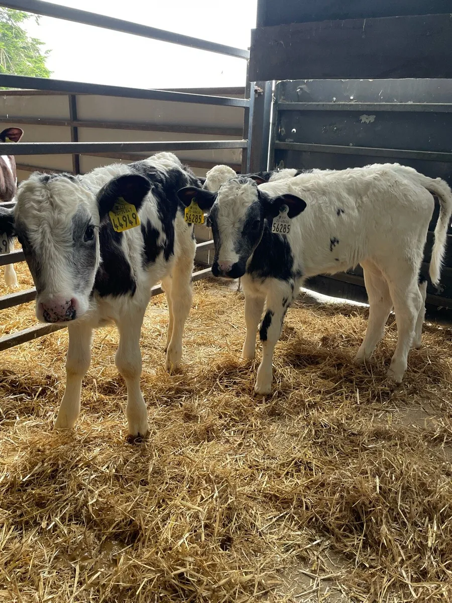 Belgium blue and charlois calves - Image 2