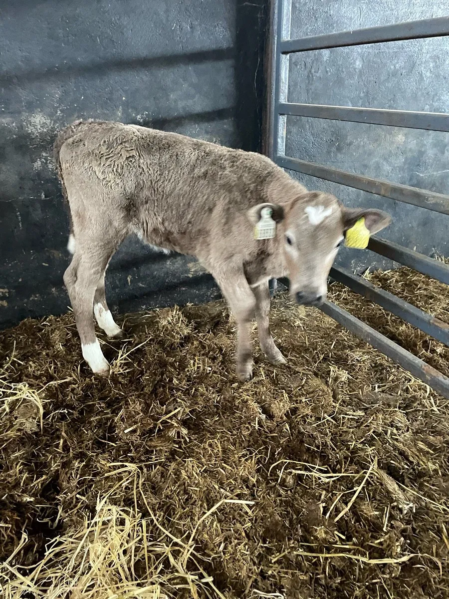 Belgium blue and charlois calves - Image 3