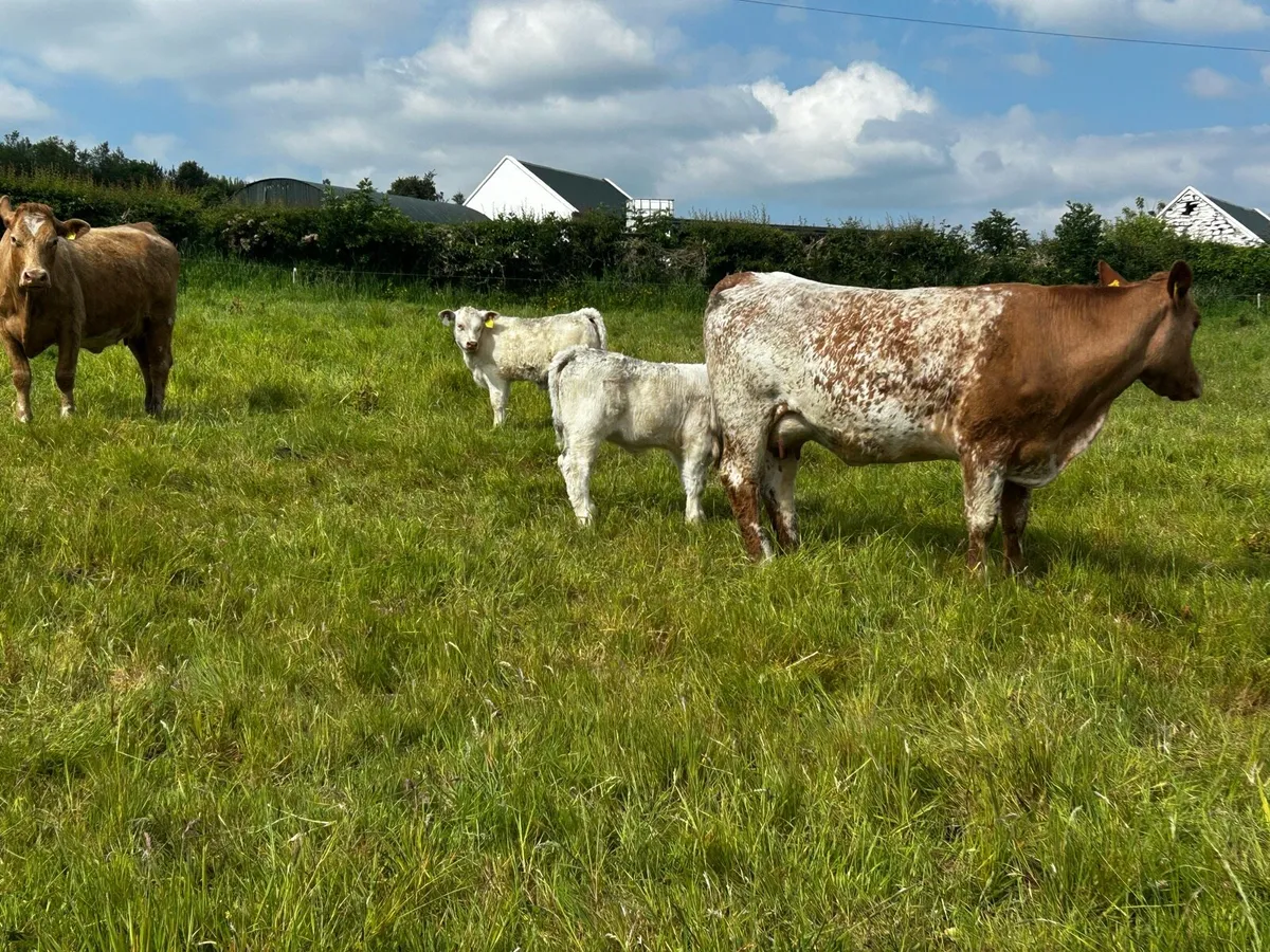 Two 5 Star Charolais Cows & Calfs - Image 1