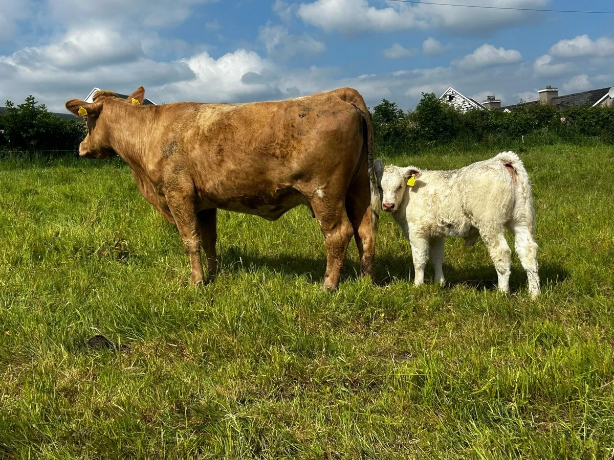 Two 5 Star Charolais Cows & Calfs - Image 2