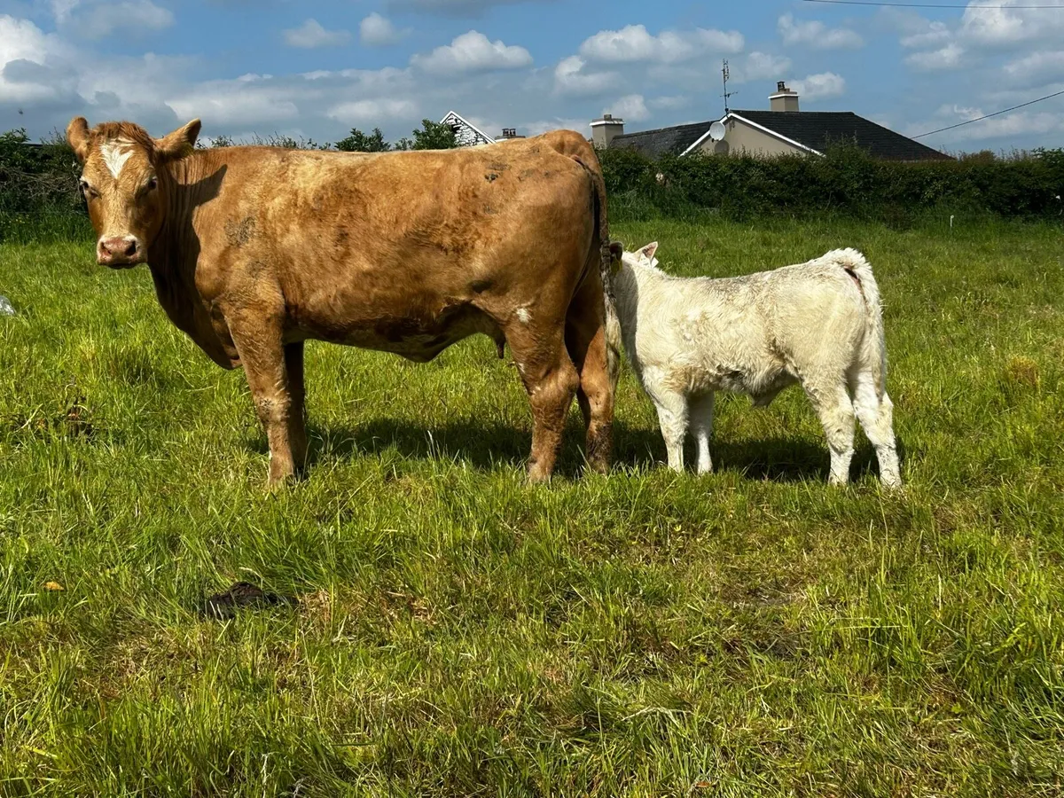 Two 5 Star Charolais Cows & Calfs - Image 3