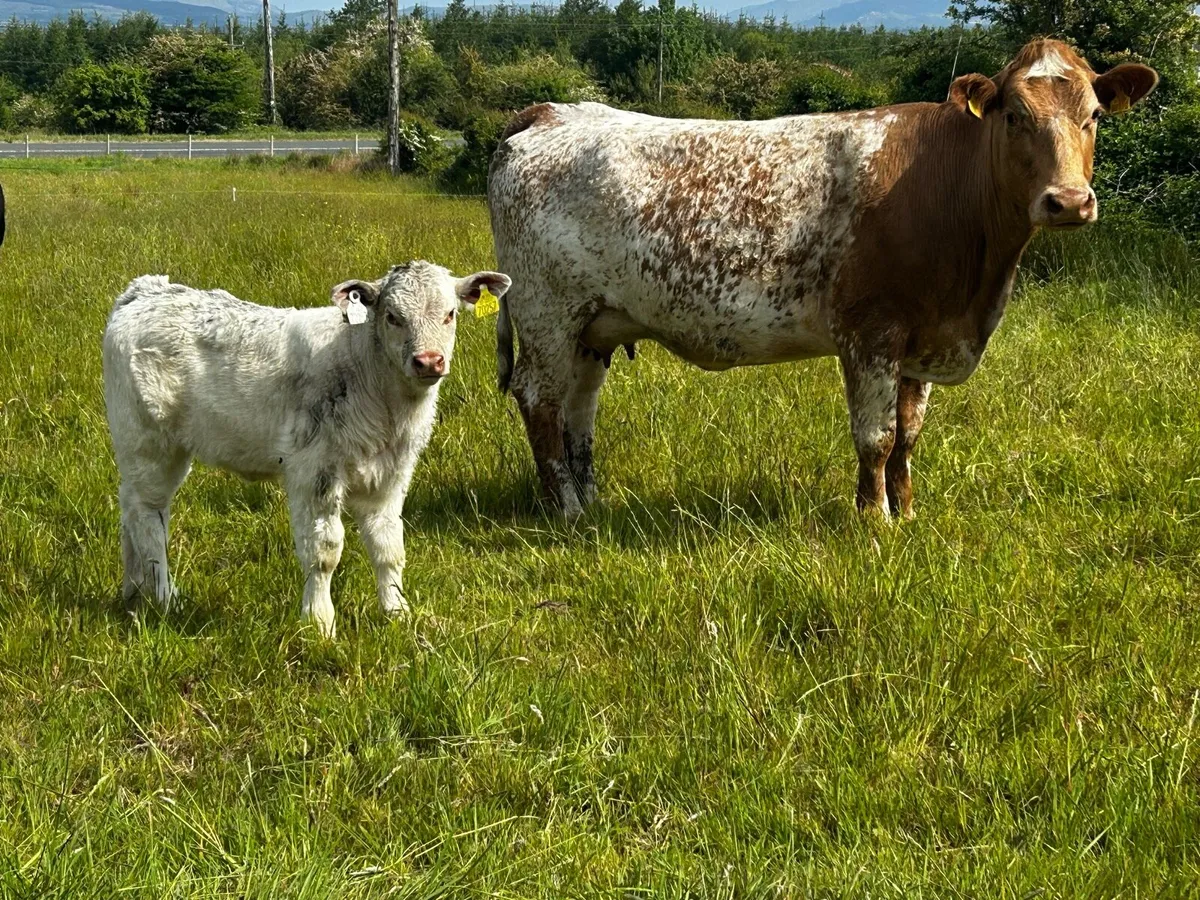 Two 5 Star Charolais Cows & Calfs - Image 4