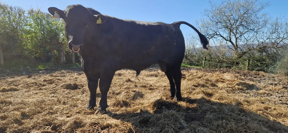 Strong Angus Bulls